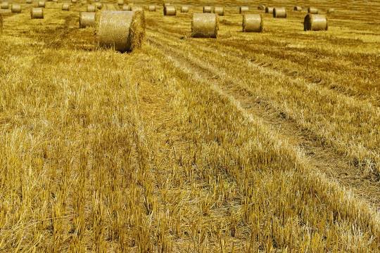 Деструктор стерні